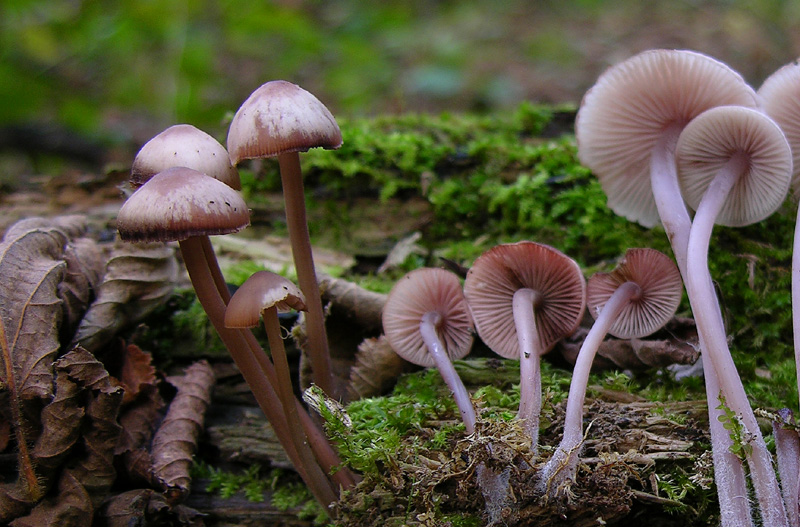 Un fosso......e una marea di funghi.(parte 2)